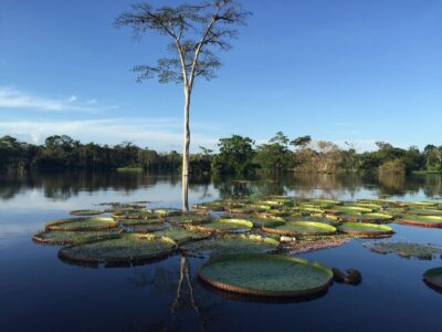 Venha conhecer a magia de Manaus