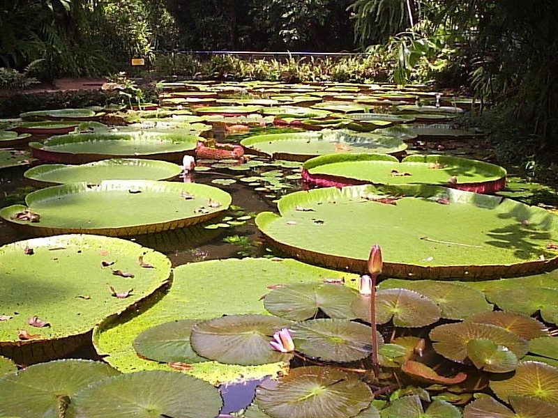 Venha viver o mais completo passeio na Amazônia