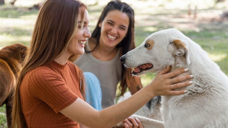 Pet Sitter: A Solução Ideal para as Férias de Fim de Ano
